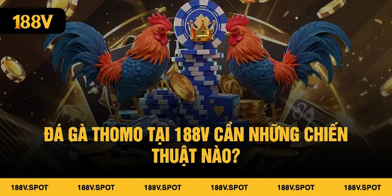 Đá gà Thomo tại 188V cần những chiến thuật nào?