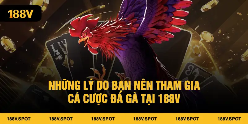 Những lý do bạn nên tham gia cá cược đá gà tại 188V