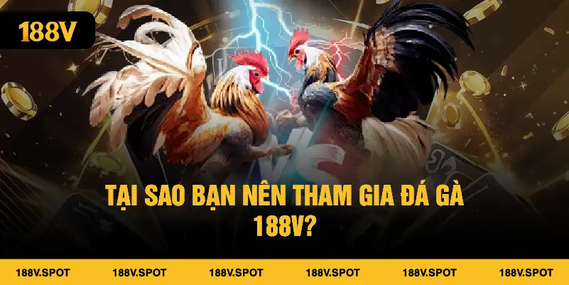  Tại sao bạn nên tham gia Đá gà 188V?